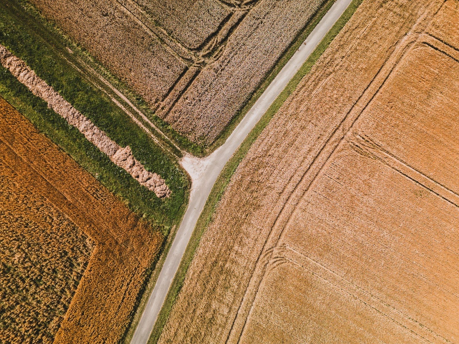 Aerial view of a ripening wheat field crossed by a farm track in late summer light