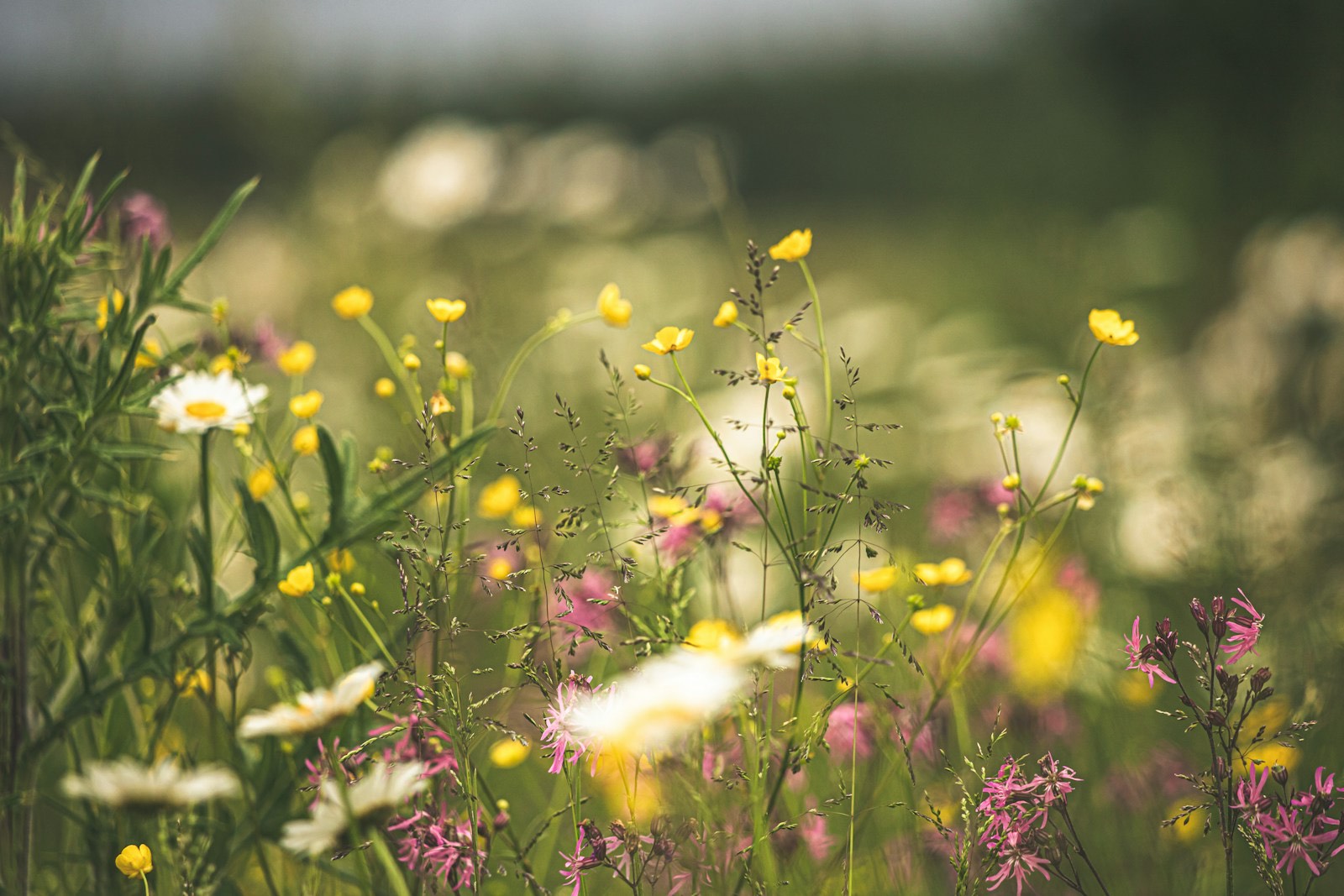 Wildflower meadow margin